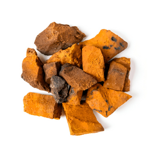 Chaga-Pilz