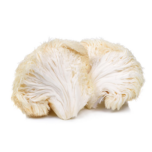Lion's Mane